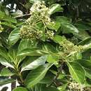 صورة Viburnum odoratissimum var. awabuki (K. Koch) Zabel