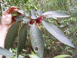 Image of Columnea rutilans Sw.