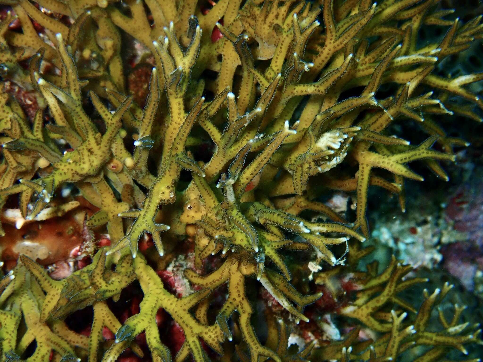 Image of Thin Birdsnest Coral