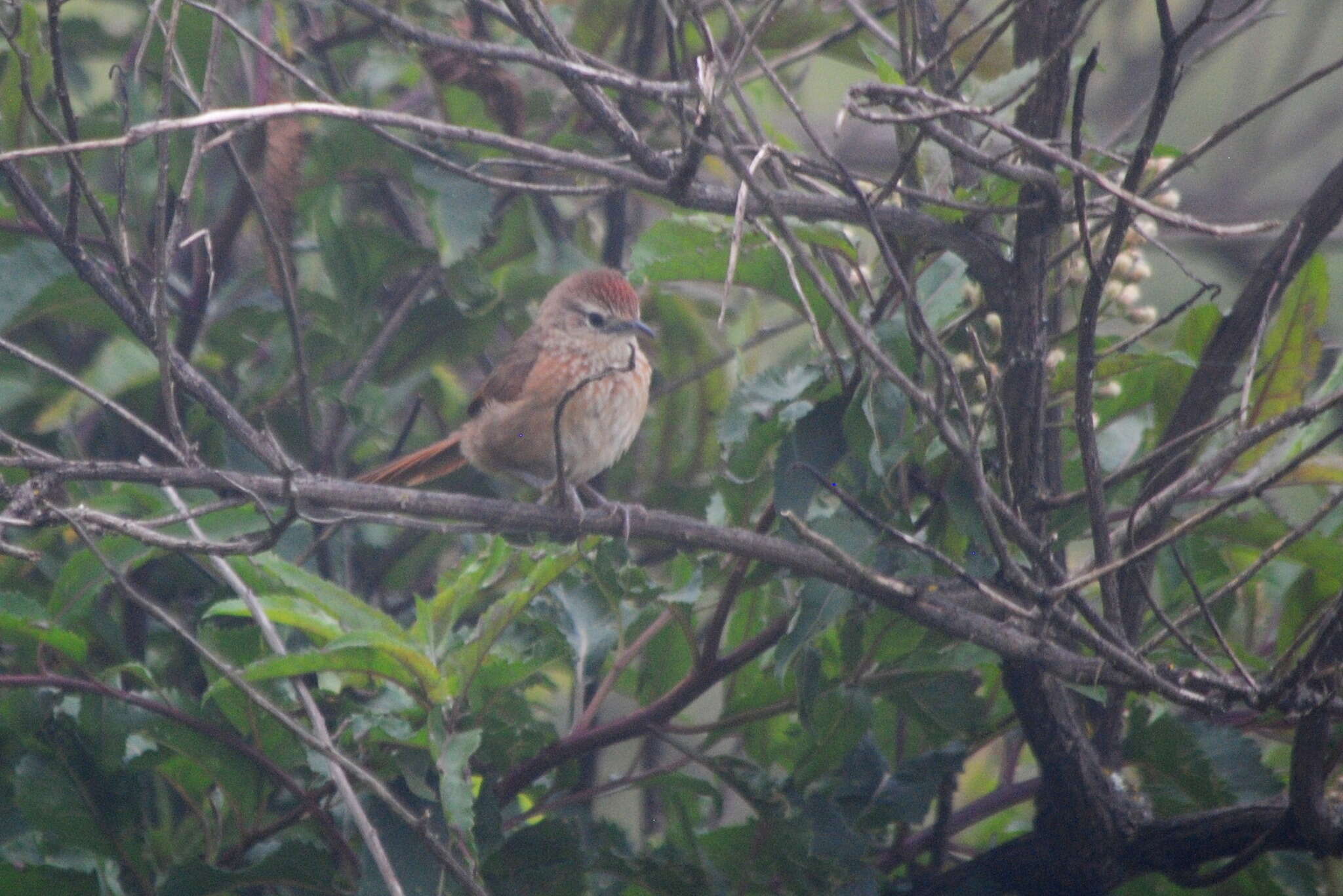 Image of Spot-breasted Thornbird