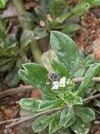 Image of Lineated Margined-Stingless bee