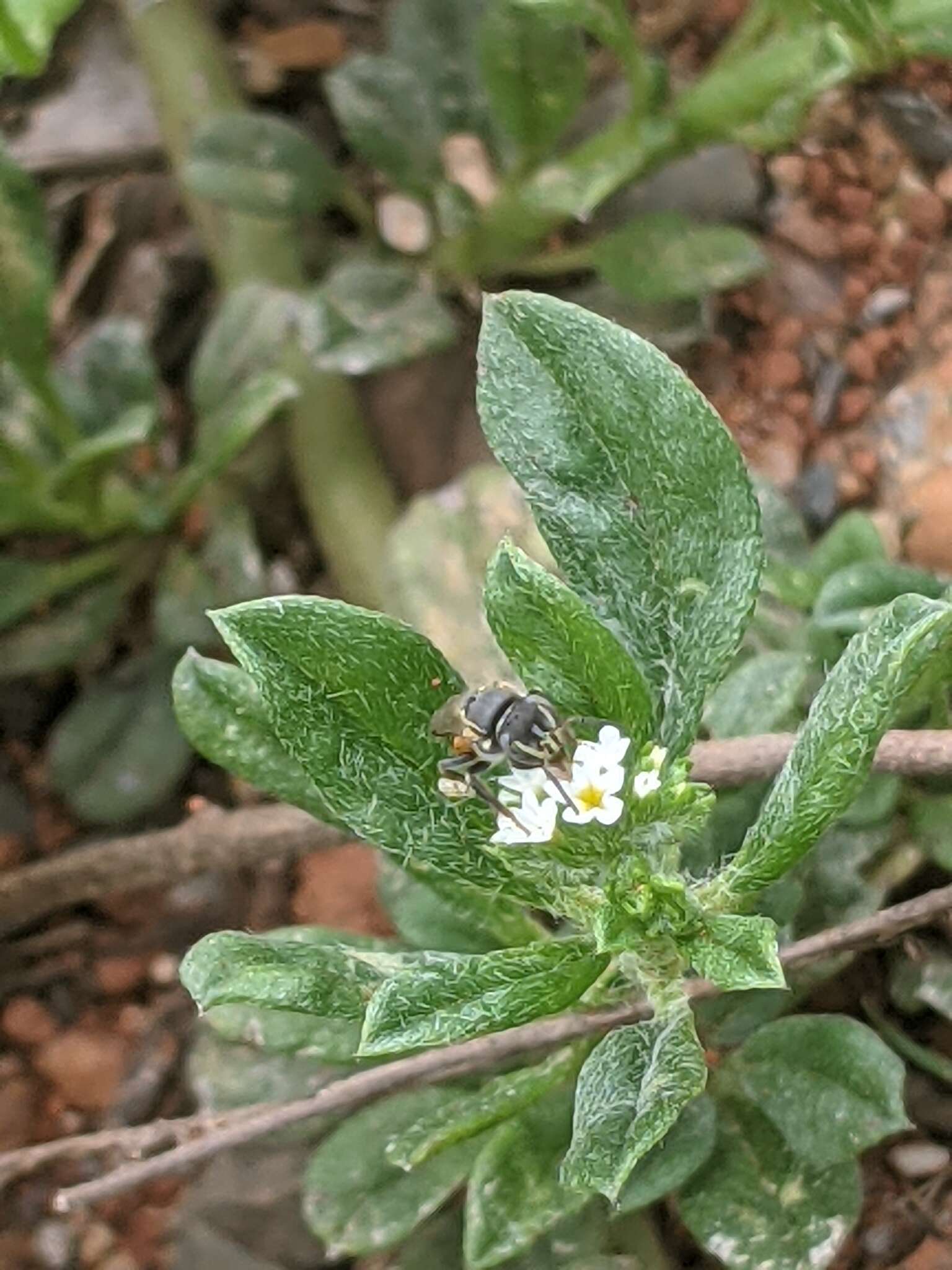 Image of Lineated Margined-Stingless bee