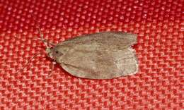 Image of Large Aspen Tortrix