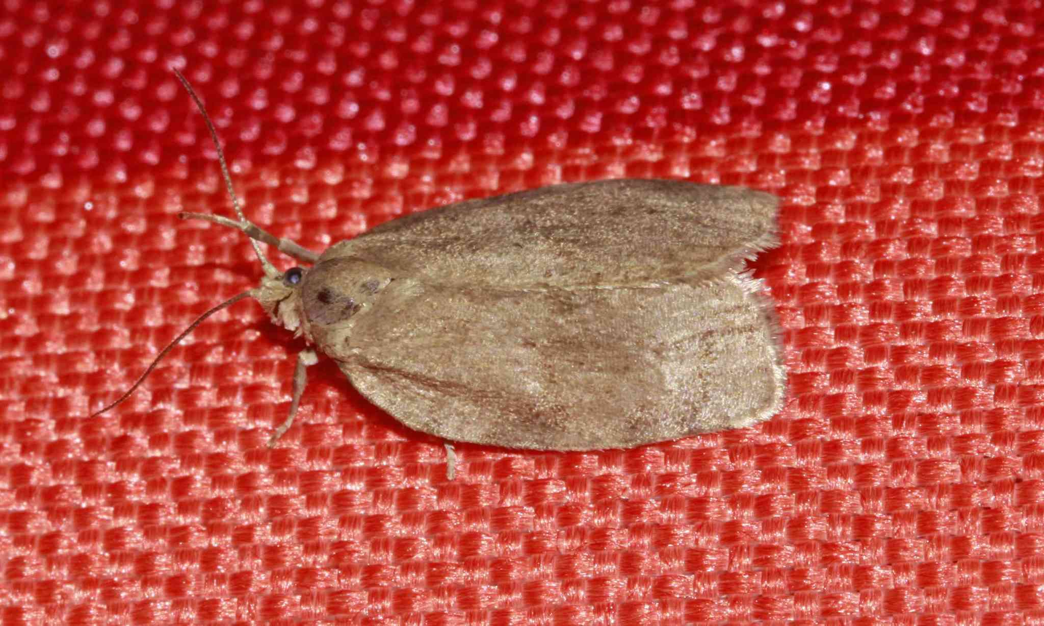 Image of Large Aspen Tortrix