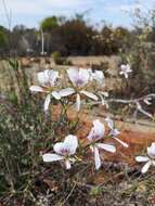 Image of Pelargonium grandiflorum (Andr.) Willd.