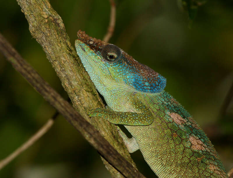 Image of Yellow-green Chameleon