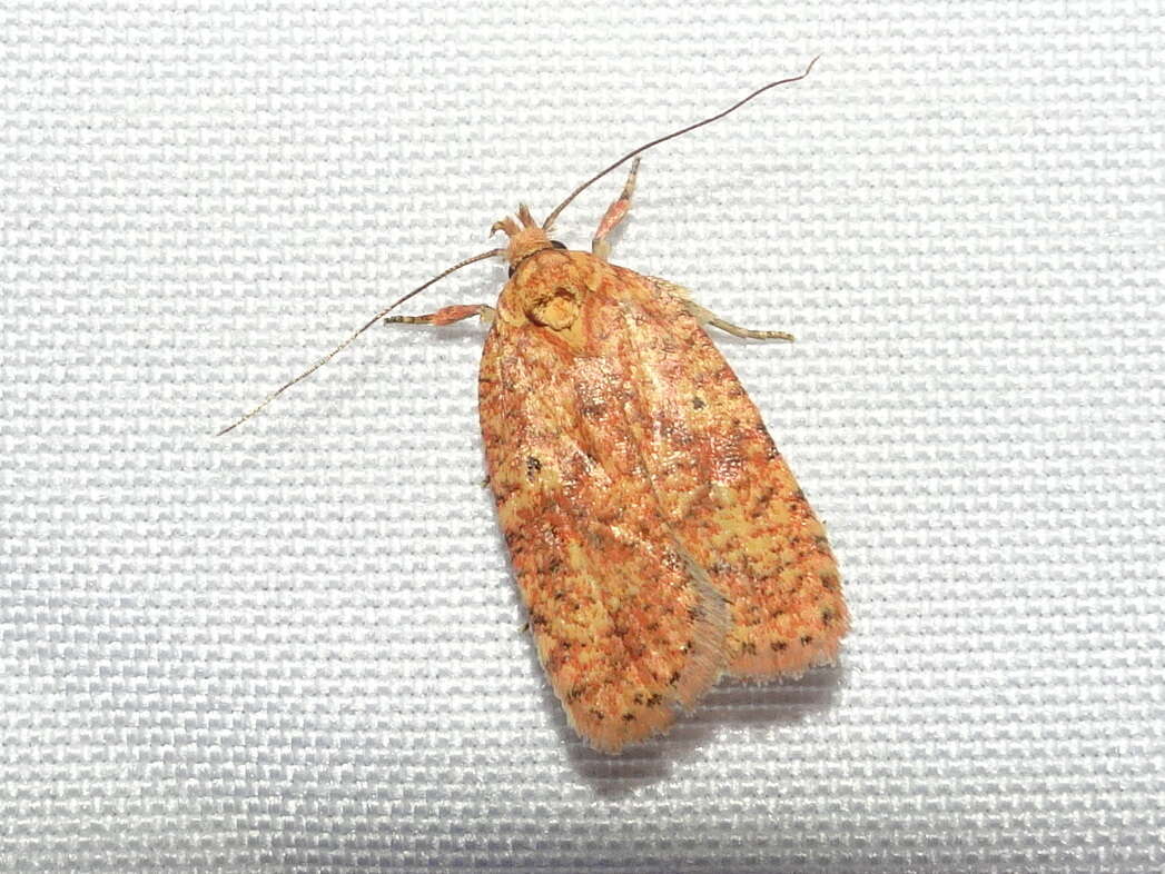 Image of Four-dotted Agonopterix