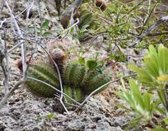 Image of Melocactus harlowii (Britton & Rose) Vaupel