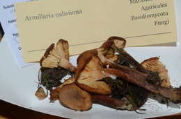 Image of Armillaria nabsnona T. J. Volk & Burds. 1996