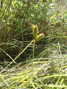 Imagem de Carex clavata Thunb.