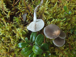 Image of Clitocybe metachroa (Fr.) P. Kumm. 1871