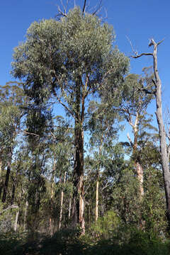 Image de Eucalyptus cypellocarpa L. A. S. Johnson