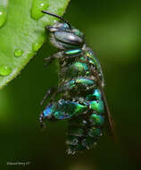 Image of Dilemma Orchid Bee