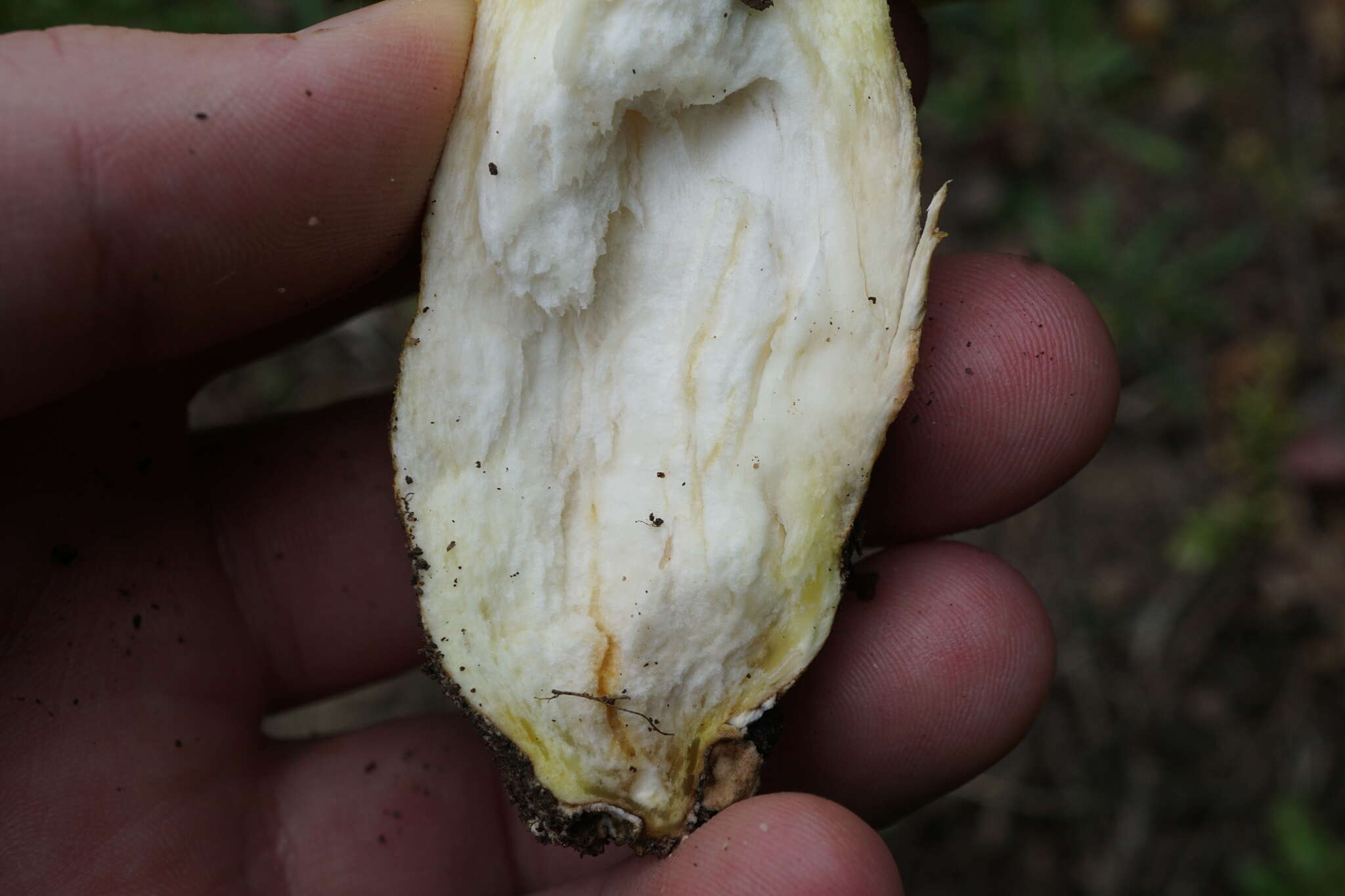 Image of Iodine bolete