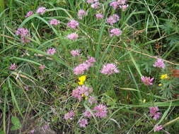 Image of Allium saxatile M. Bieb.