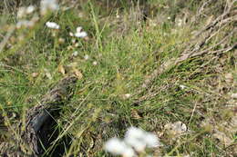 Image of Drosera gigantea Lindl.