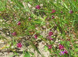 Imagem de Trifolium depauperatum var. depauperatum
