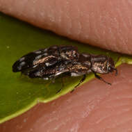 Image of Agrilus subcinctus Gory 1841