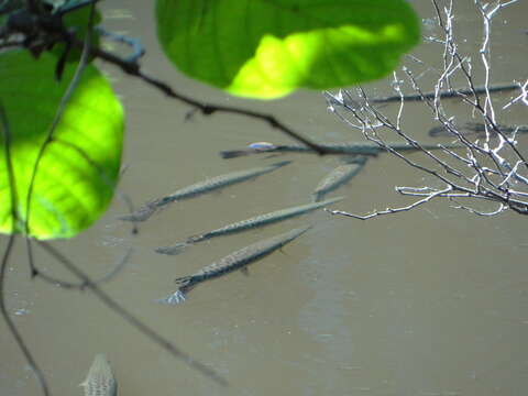 Image of tropical gar