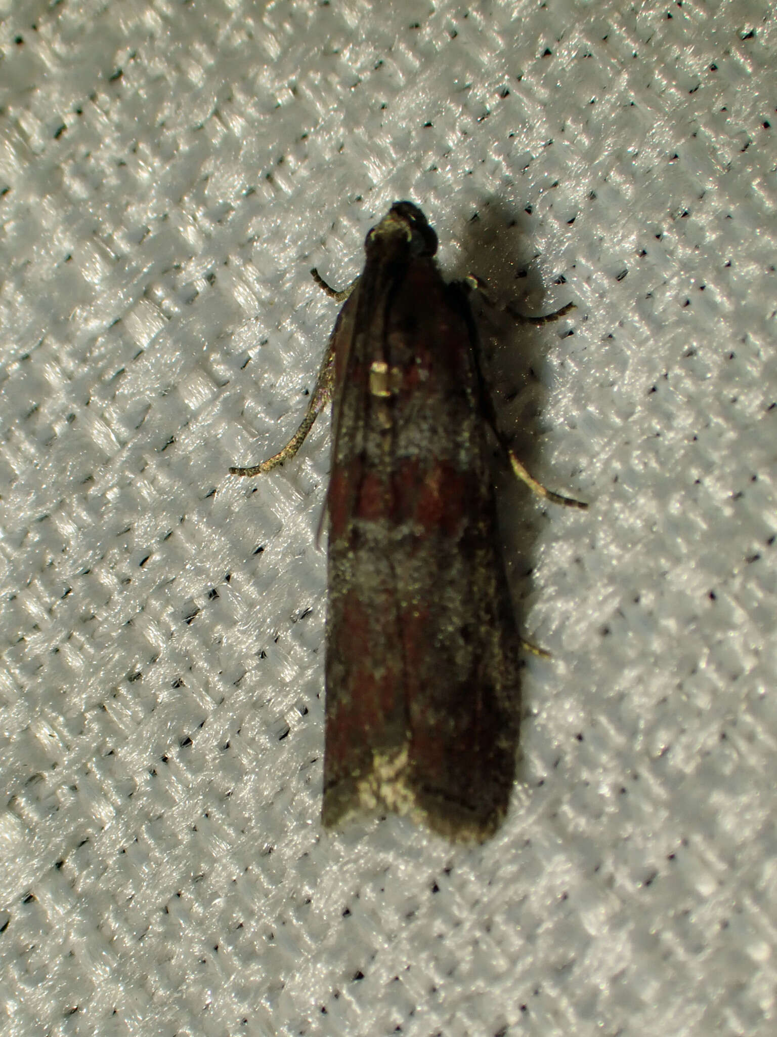 Image of Sciota carneella