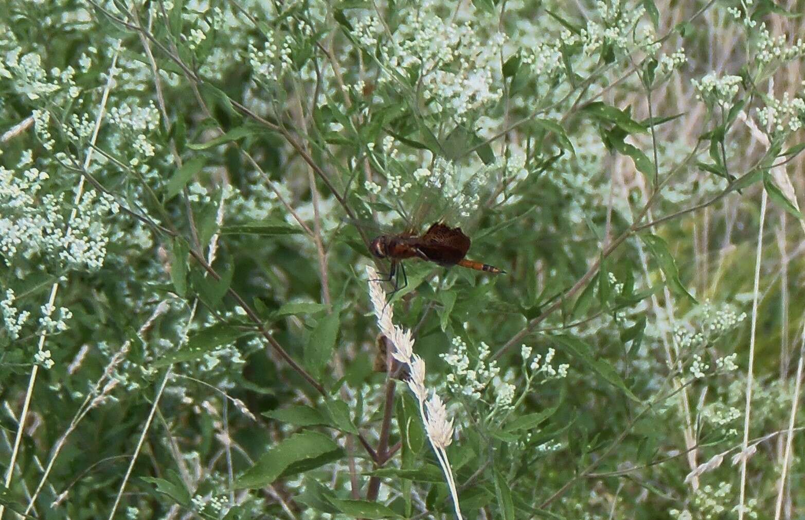 Tramea carolina (Linnaeus 1763) resmi