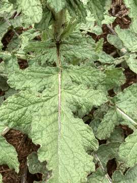 Image of African Turnip Weed