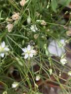 Image of Spergularia flaccida (Madden) I. M. Turner