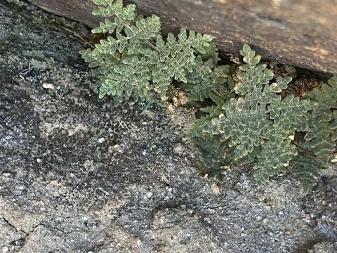 Image of California cloak fern