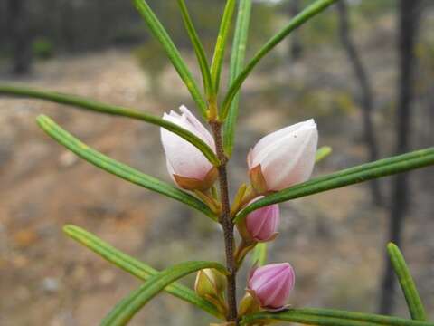 Image of Boronia splendida M. F. Duretto