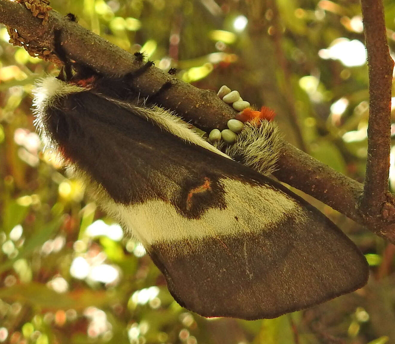 Image of Buck Moth