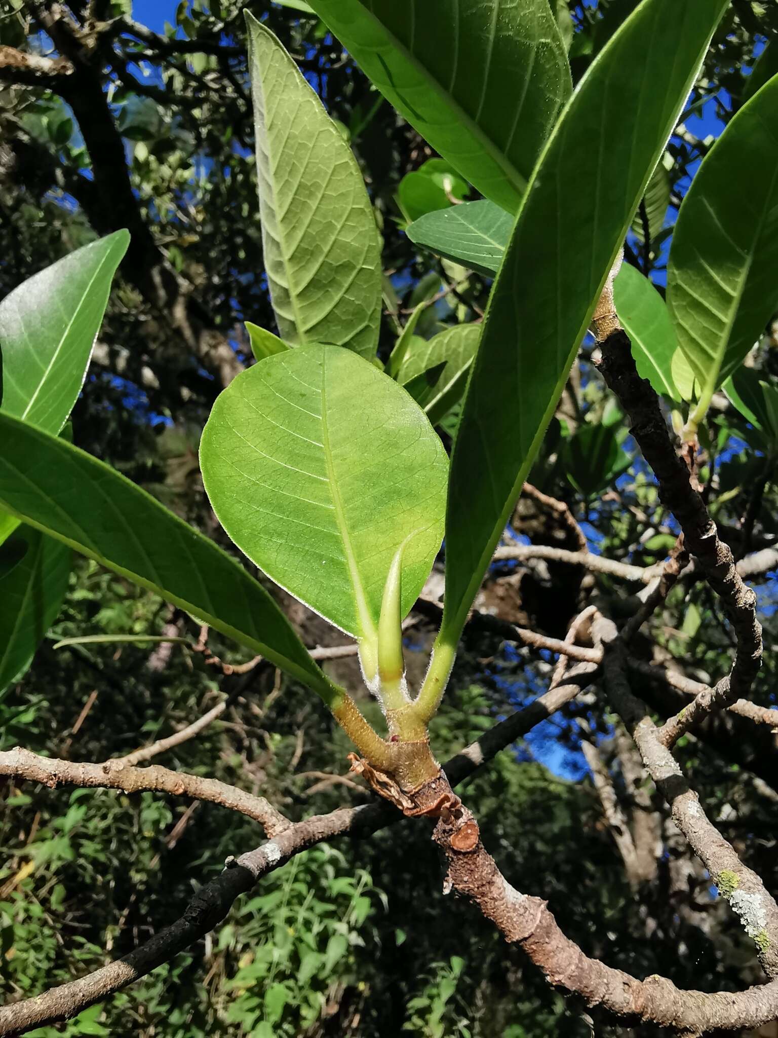 Ficus maxima Mill.的圖片