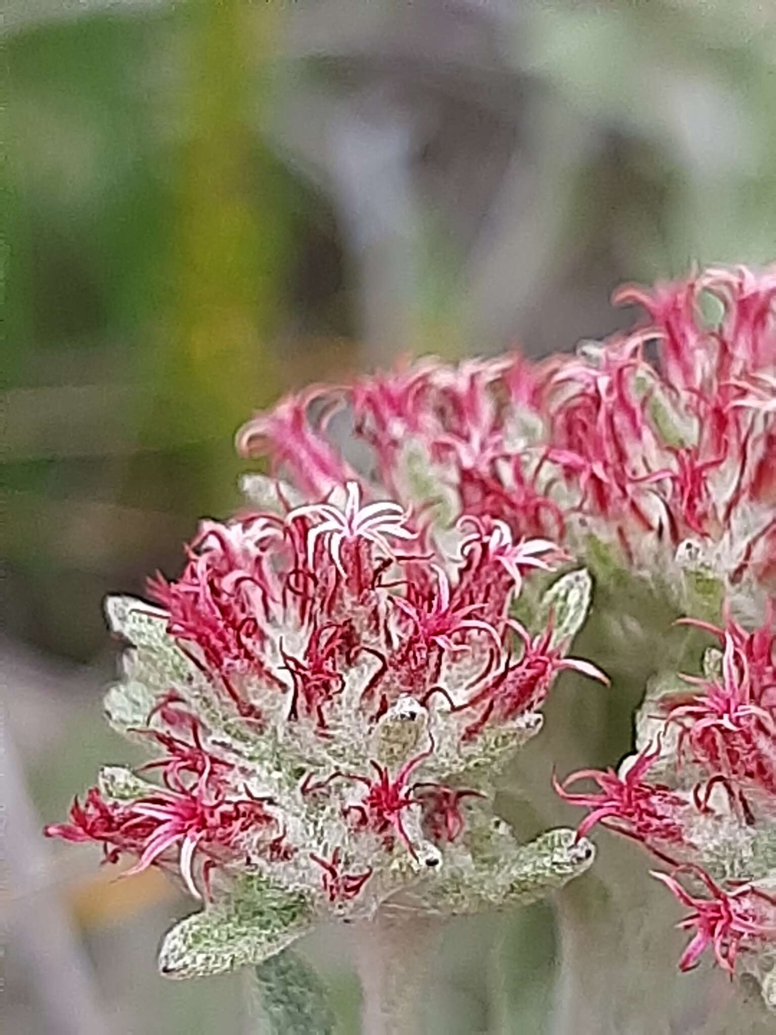 Image de Helichrysum spiralepis Hilliard & Burtt