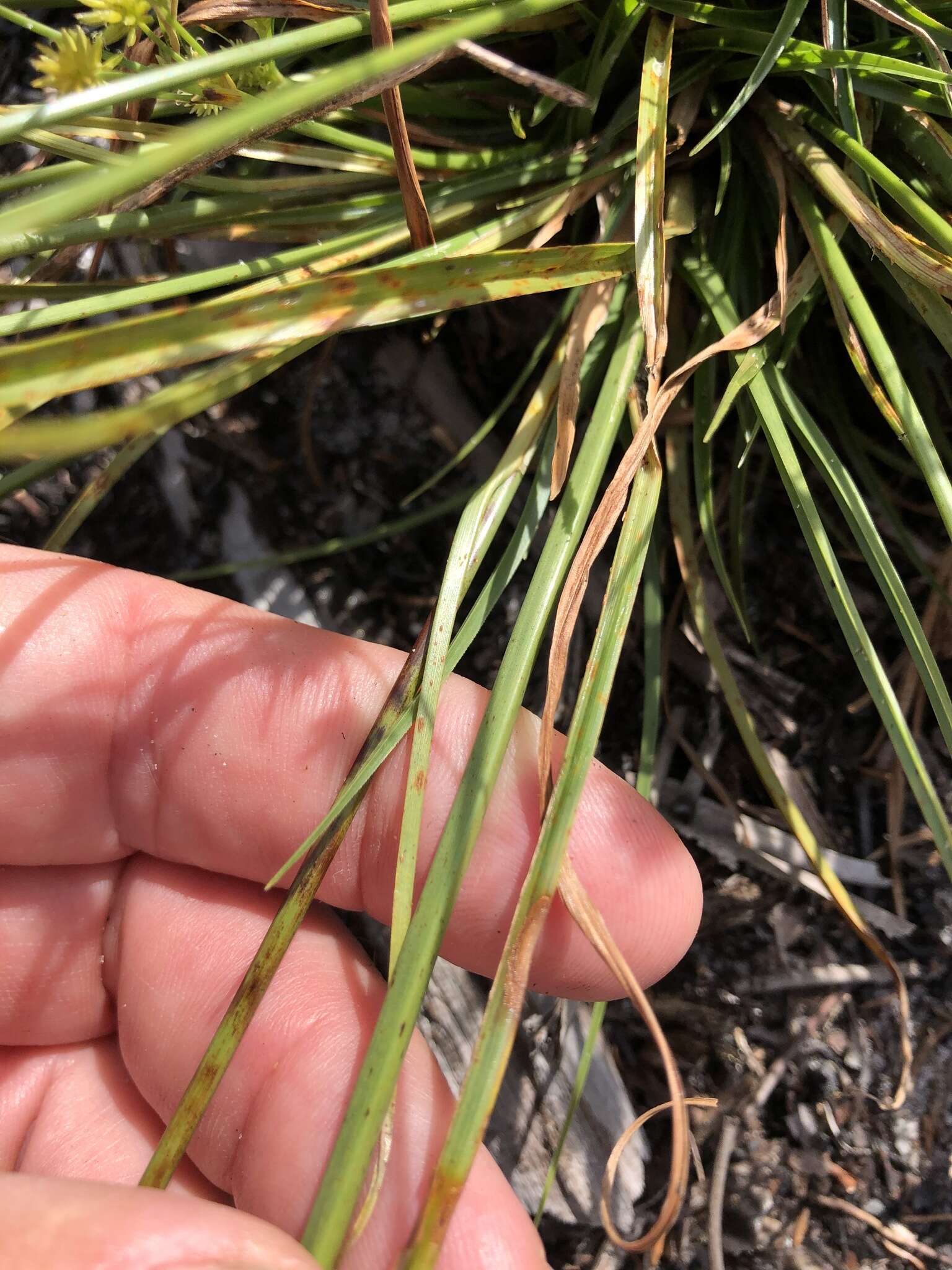 Image of pine barren flatsedge