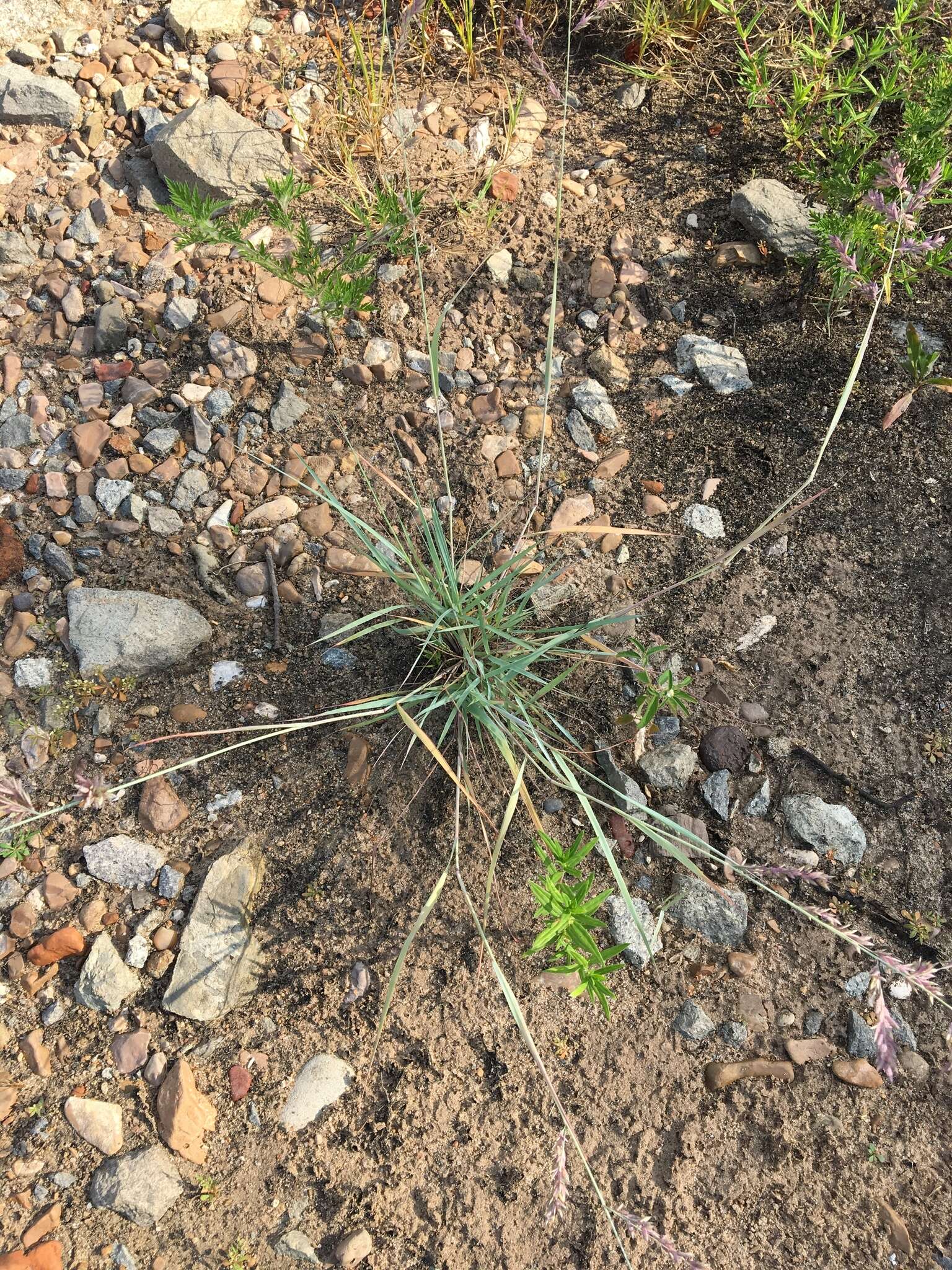 Image of Red Love Grass