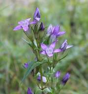 Image of Gentianella austriaca (A. & J. Kern.) Holub