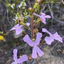 Image of Stylidium pilosum (Labill.) Labill.