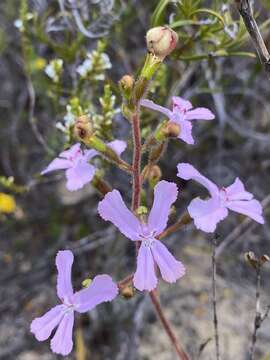 Image of Stylidium pilosum (Labill.) Labill.