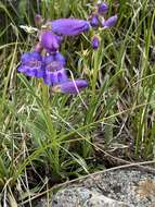 Plancia ëd Penstemon hallii A. Gray