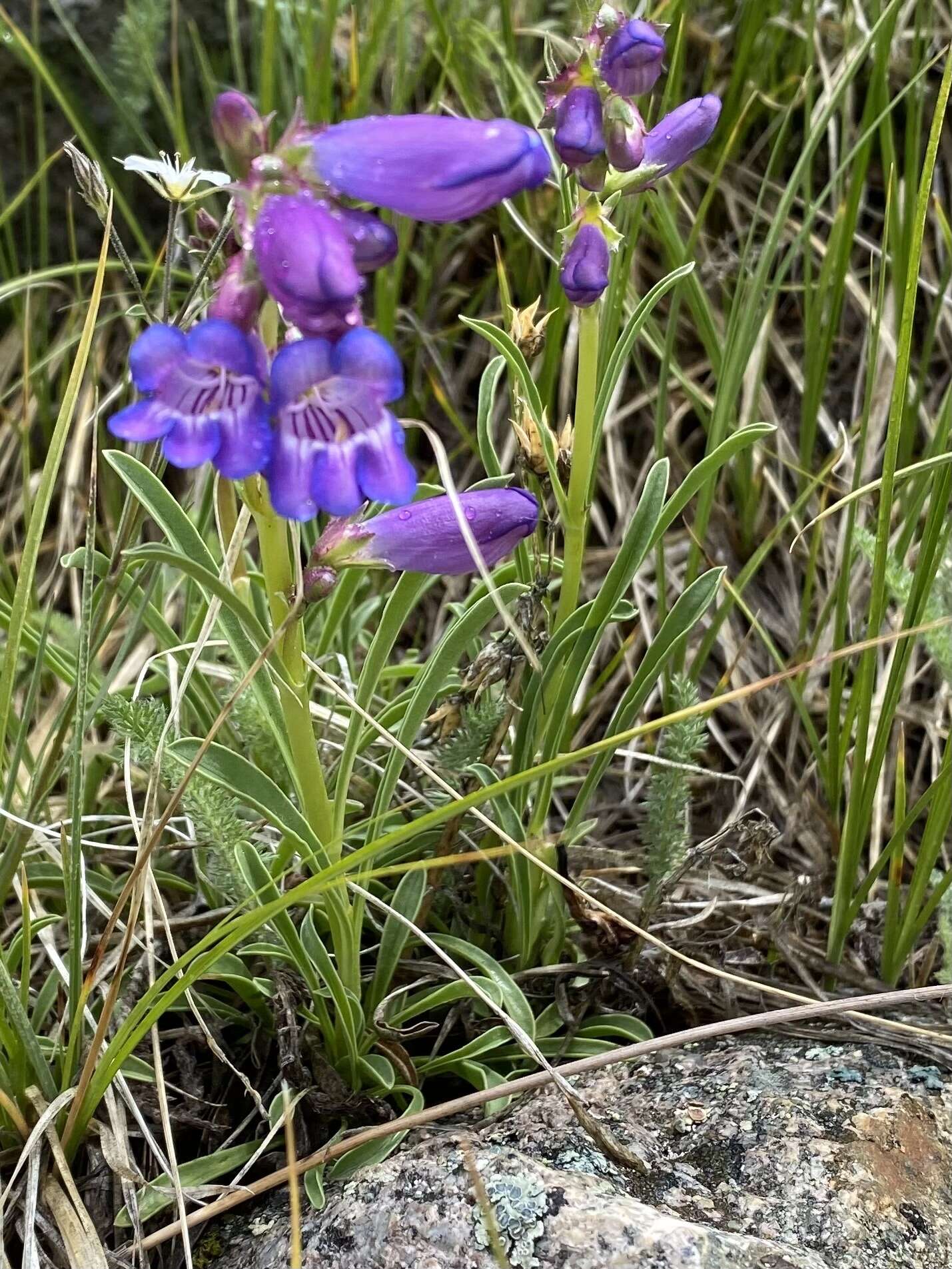 Plancia ëd Penstemon hallii A. Gray