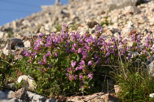 Слика од Lamium garganicum subsp. striatum (Sm.) Hayek