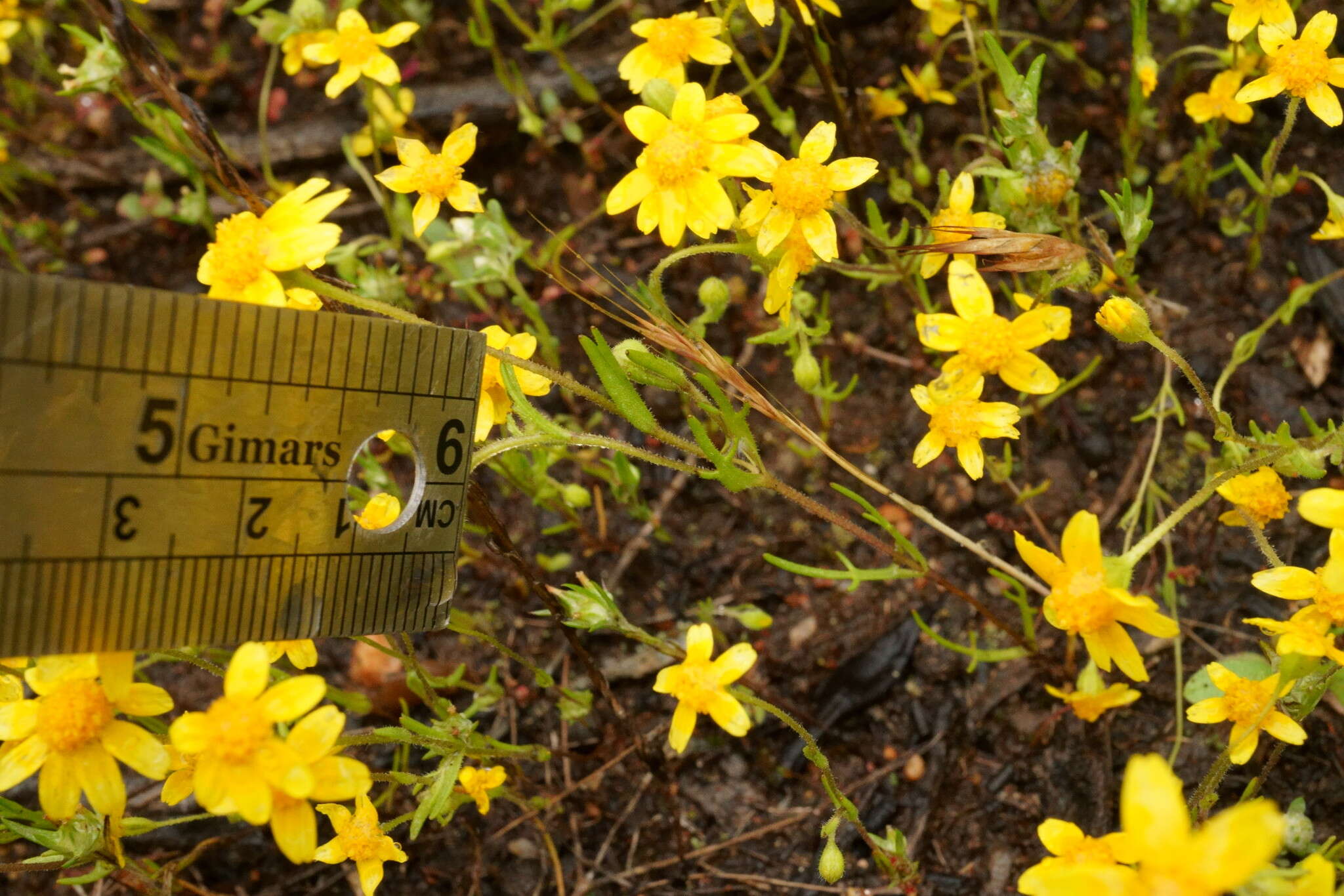 Lasthenia coronaria (Nutt.) Ornduff resmi