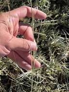 Image of Shining Alkali Grass
