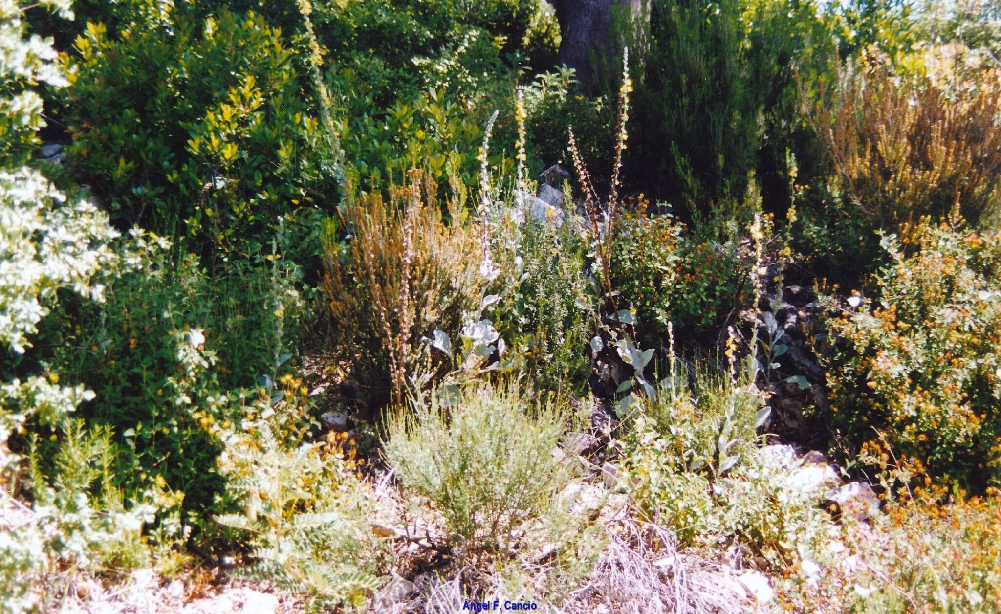 Imagem de Verbascum rotundifolium Ten.