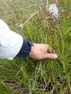Image of Juncus articulatus subsp. articulatus