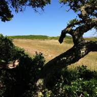 Image of Channel Island Scrub Oak