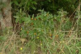 Image of Jerusalem Cherry