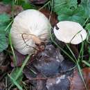 Image of Clitocybe suaveolens (Schumach.) P. Kumm. 1871