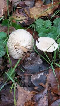 Clitocybe suaveolens (Schumach.) P. Kumm. 1871 resmi