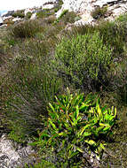 Plancia ëd Protea pruinosa J. P. Rourke