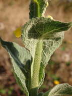 Image of Verbascum simplex Hoffmgg. & Link